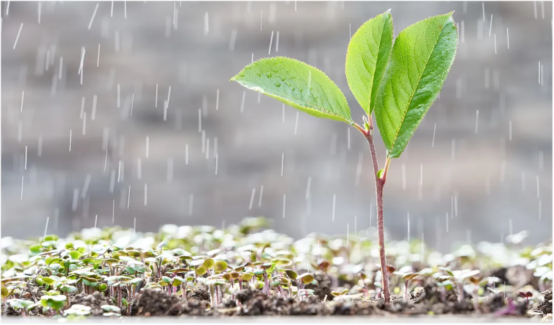 春雨为什么“贵如油”？